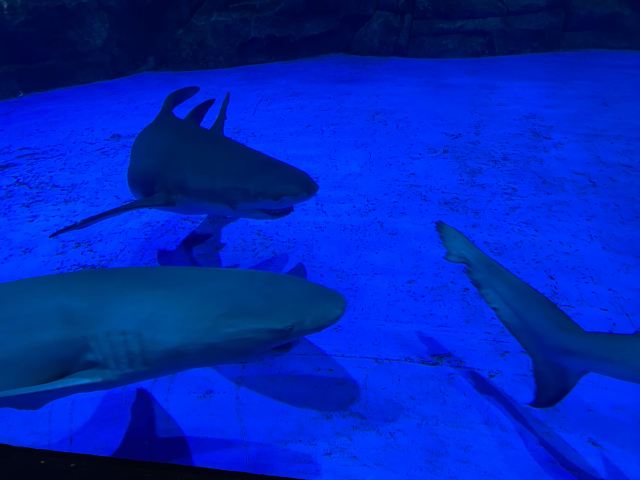 上海海昌海洋公园旅行图片 2