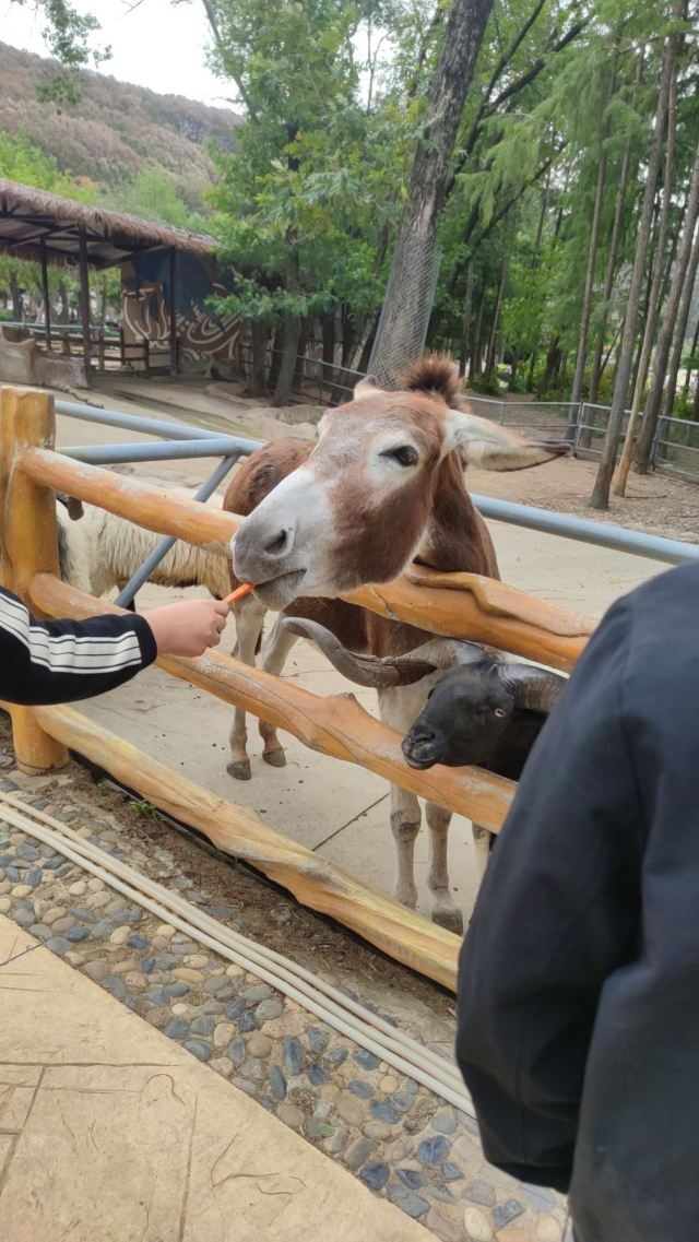 武汉野生动物王国旅行图片 4