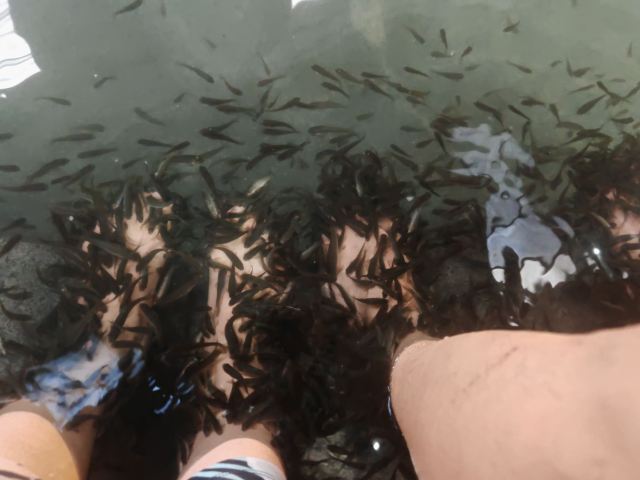 水师森林公园旅行图片 1