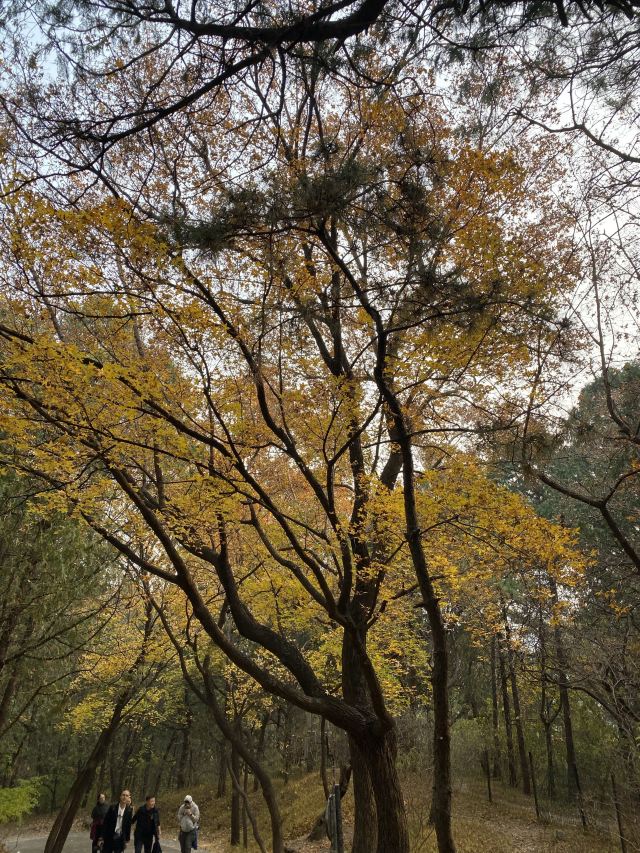 香山公园旅行图片 9