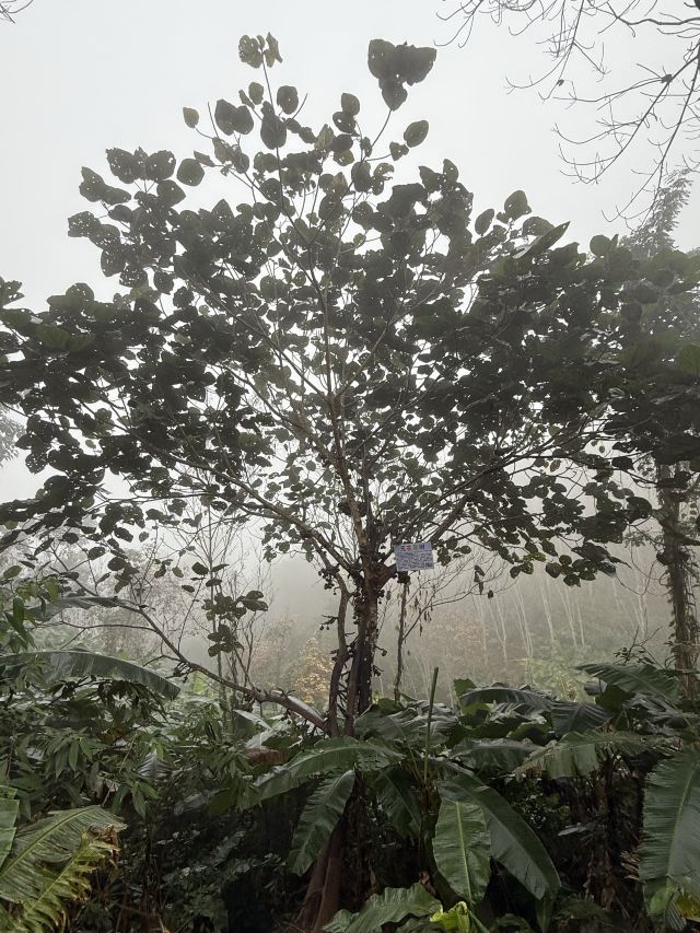 基诺山巴朵村雨林徒步旅行图片 4