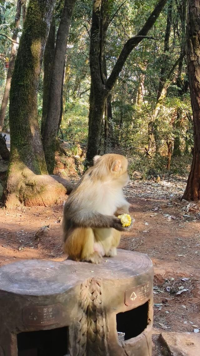 鸡足山旅行图片 1