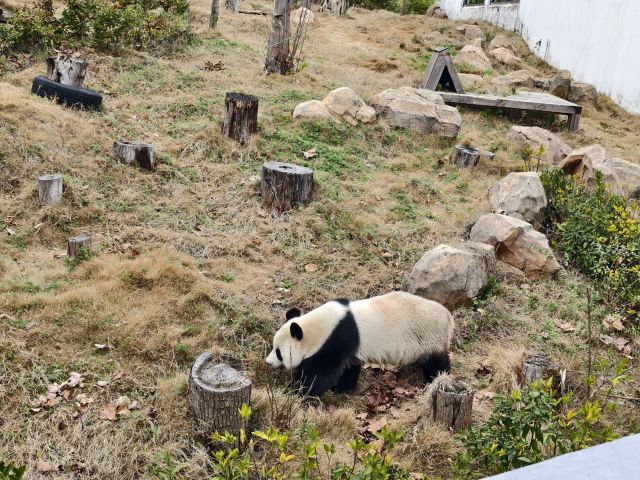 岳阳中华大熊猫苑旅行图片 5