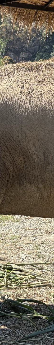 清迈大象丛林保护区-清迈-akira