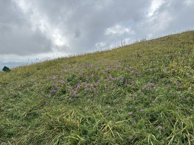 阿西里西韭菜坪旅行图片 1