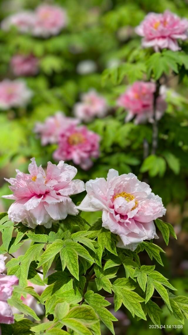 中国国花园旅行图片 3