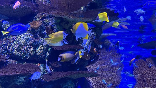 上海海洋水族馆旅行图片 2