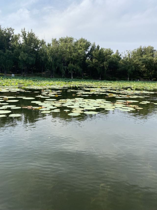 上海崇明荷花博览园旅行图片 1