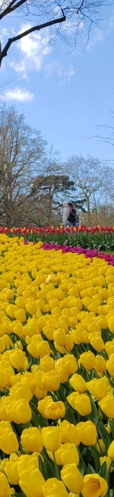 库肯霍夫公园-利瑟-饺子1975