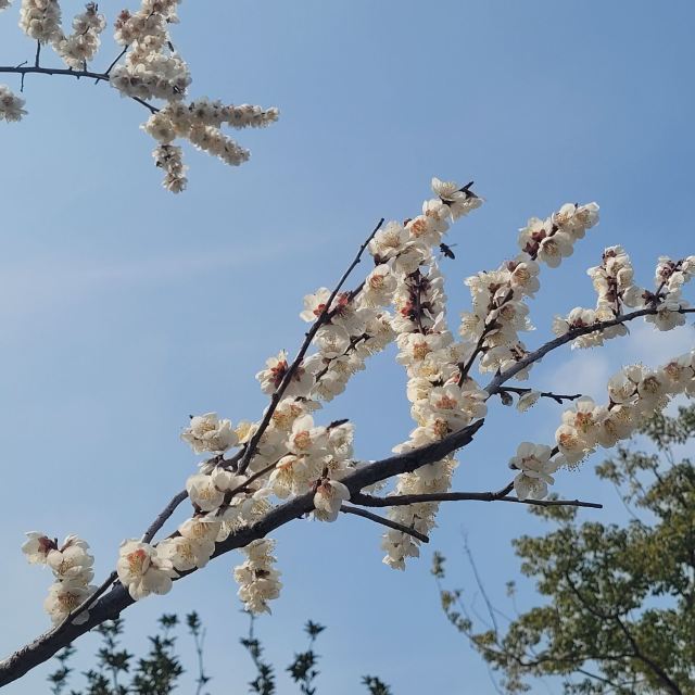 香山公园旅行图片 1