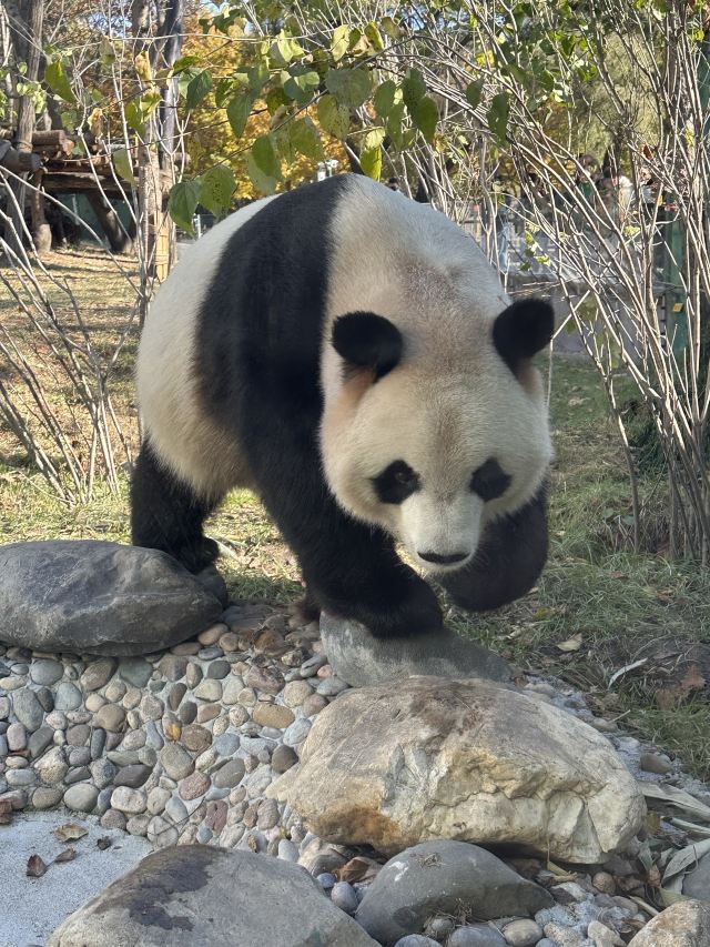 太阳岛大熊猫馆旅行图片 1
