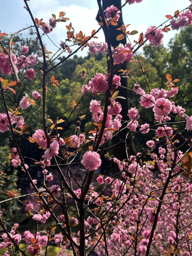 重庆动物园旅行图片 2