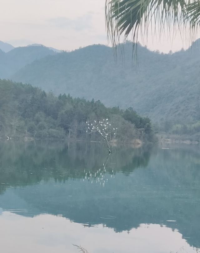 蓝山源岭南东方温泉旅行图片 3