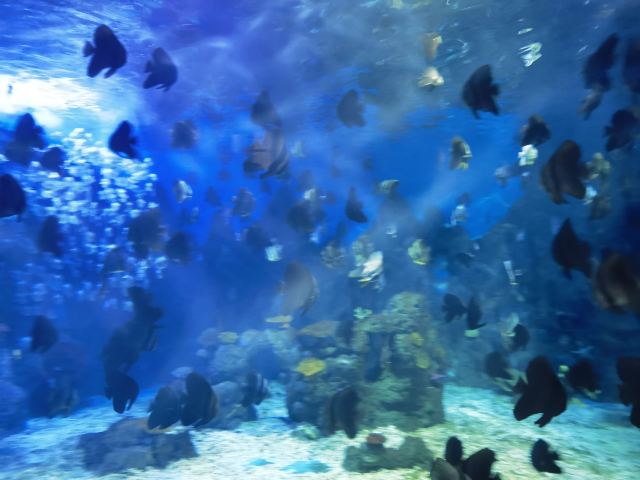 广汉海昌海洋探索馆旅行图片 1