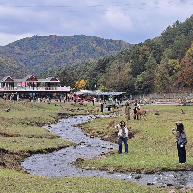 飞泷金山鹿苑旅行图片 1
