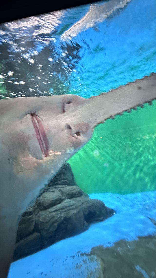 上海海洋水族馆旅行图片 2