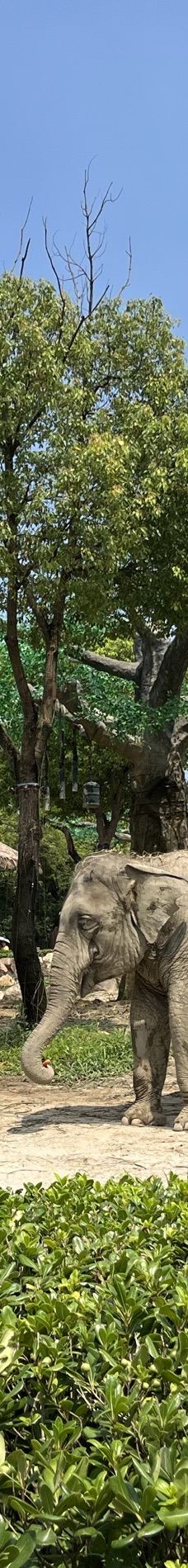 上海野生动物园-上海-YoYo_2F2D1M2B