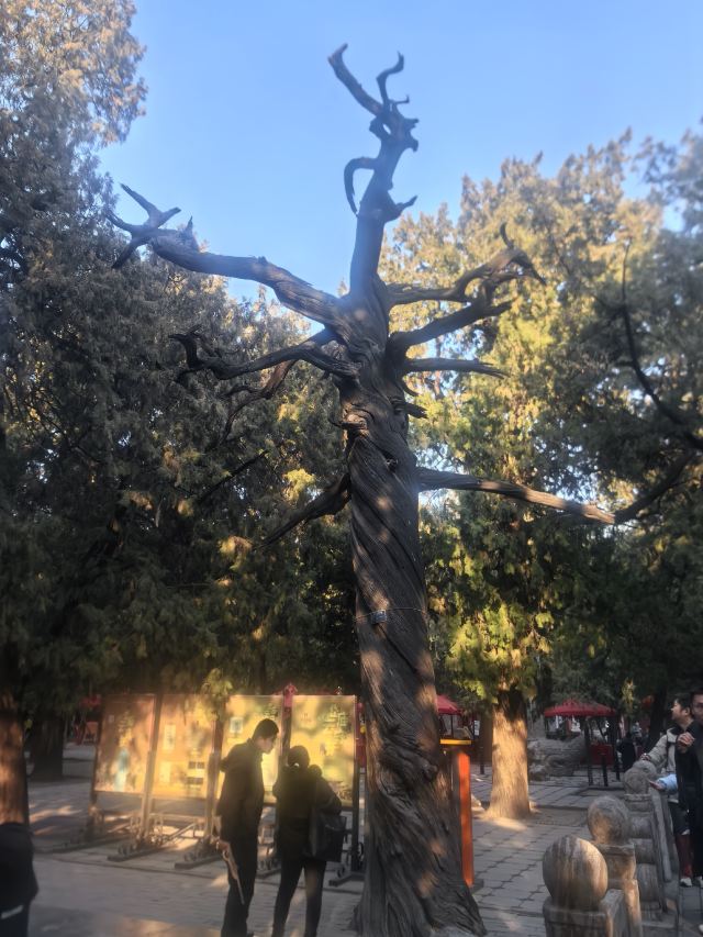 岱庙旅行图片 2