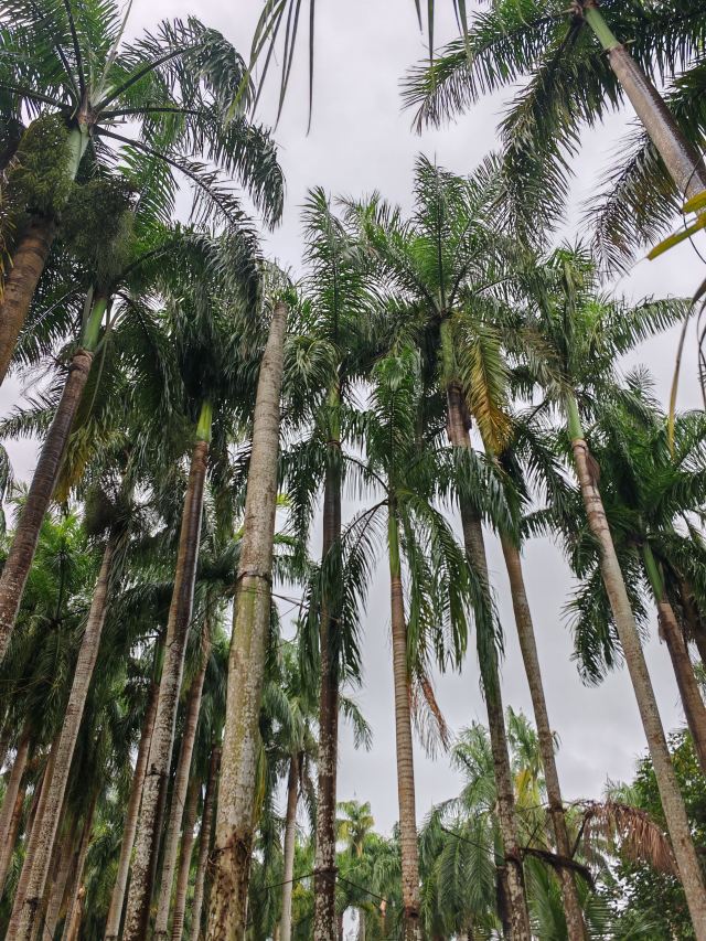 巴厘村旅行图片 1