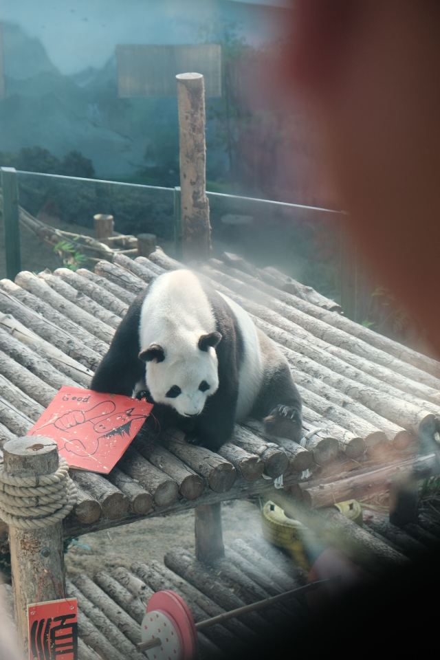 大连森林动物园旅行图片 3