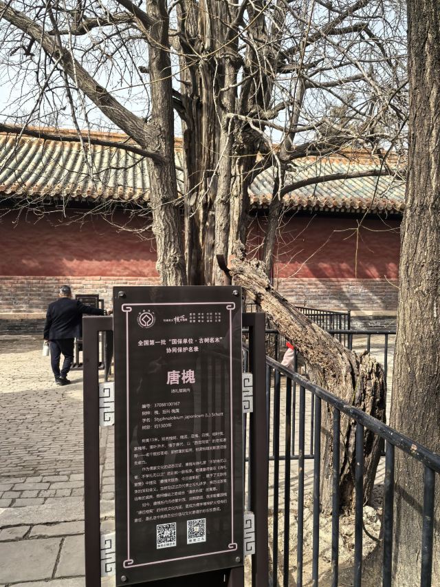 孔庙旅行图片 3