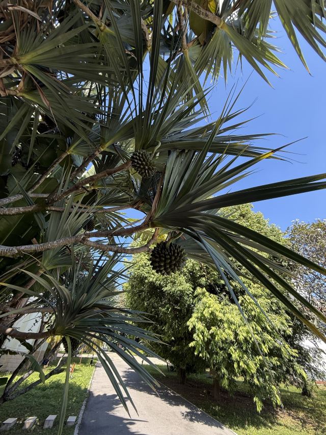 西双版纳南药园旅行图片 2