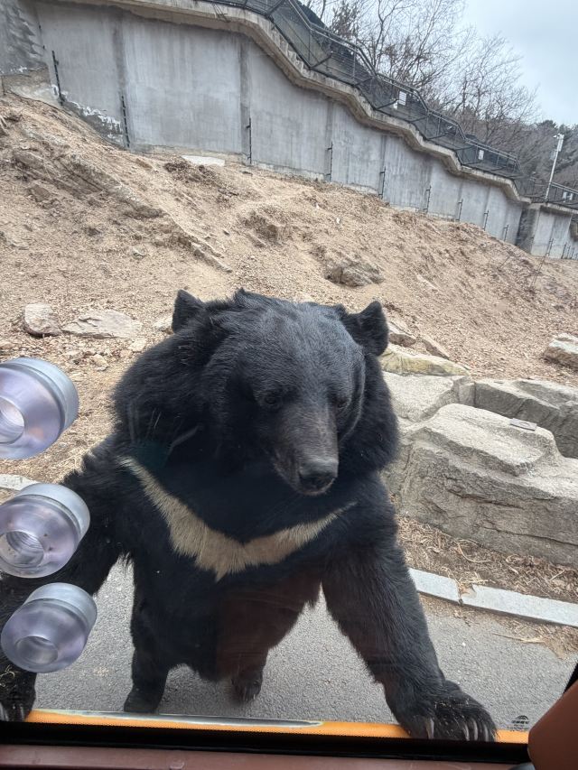 大连森林动物园旅行图片
