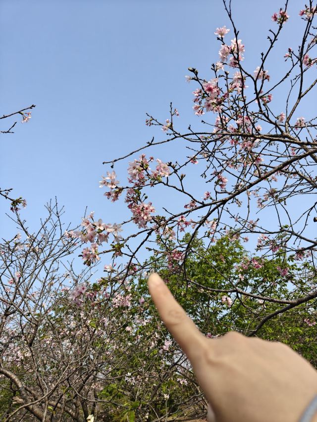 广州海珠国家湿地公园旅行图片 2