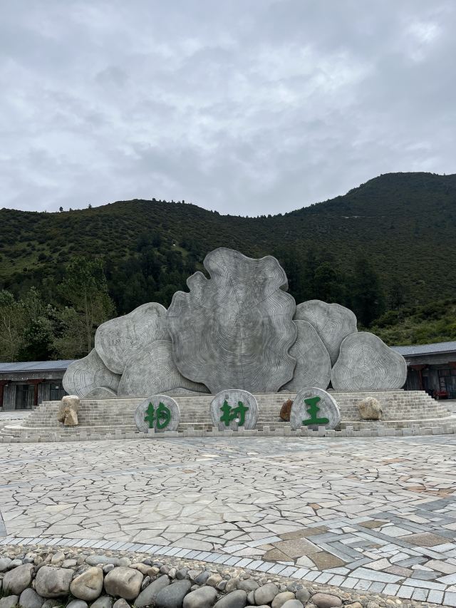 世界柏树王园林风景区旅行图片 1