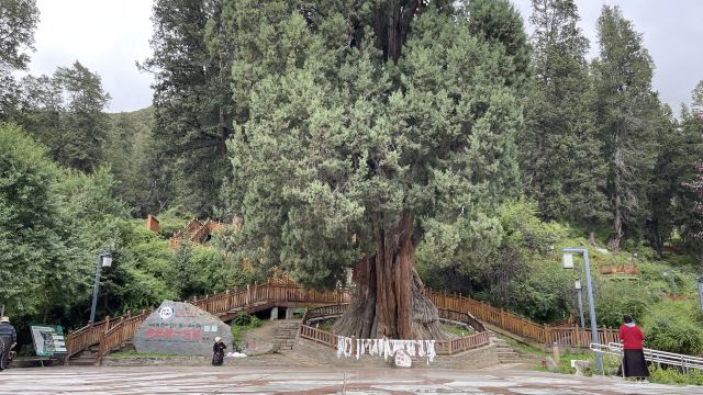 世界柏树王园林风景区旅行图片 1