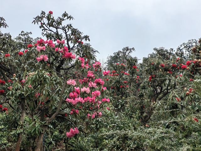 水城国家杜鹃公园旅行图片 3