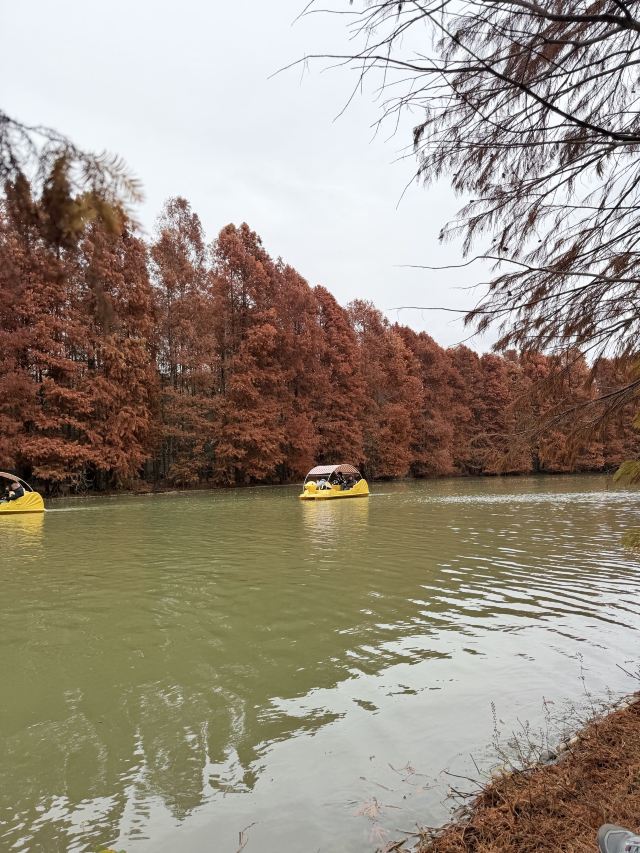 上海海湾国家森林公园旅行图片 4