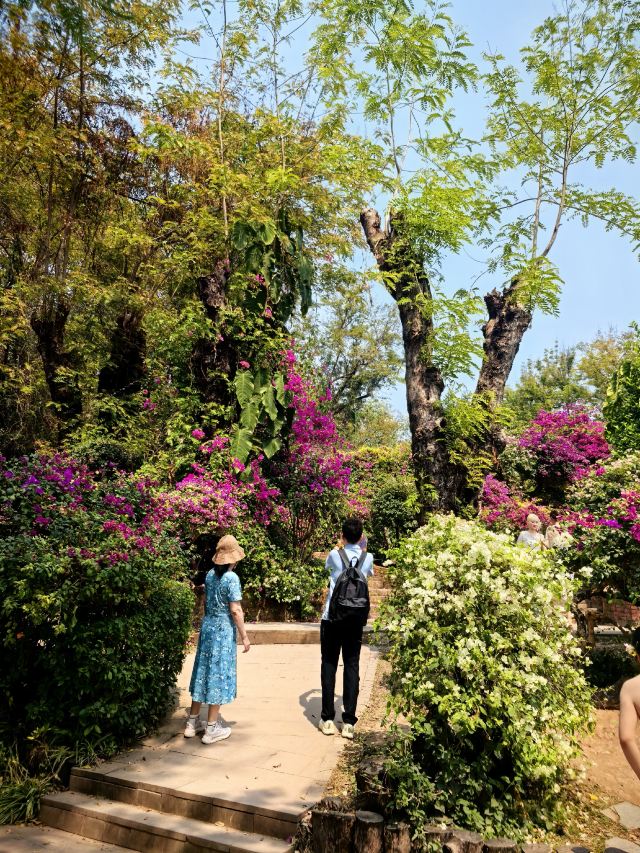 曼听御花园景区旅行图片 7