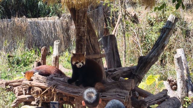普洱太阳河森林公园旅行图片 4