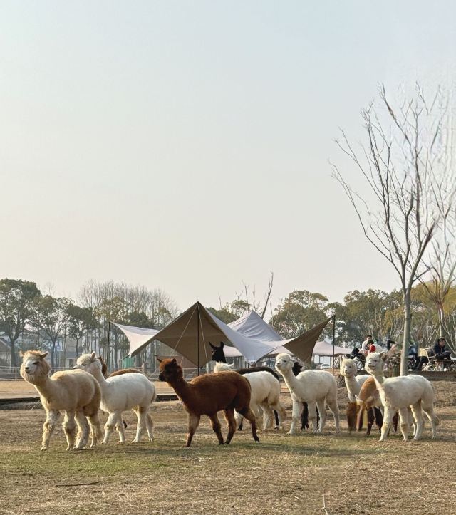 自然卷卷牧野旅行图片 1