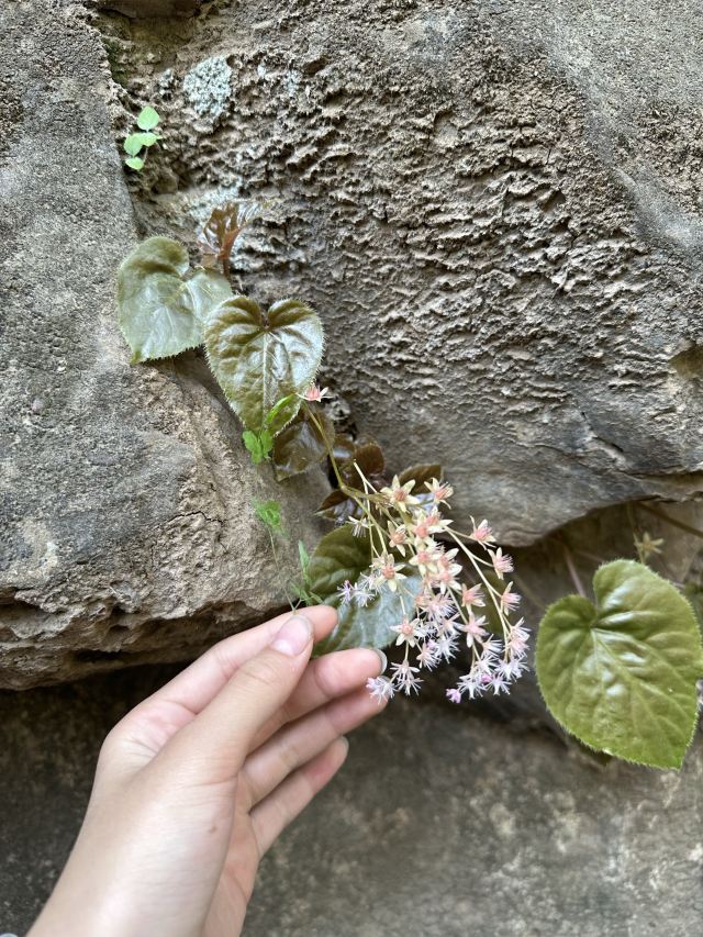 藏山旅游风景区旅行图片 5