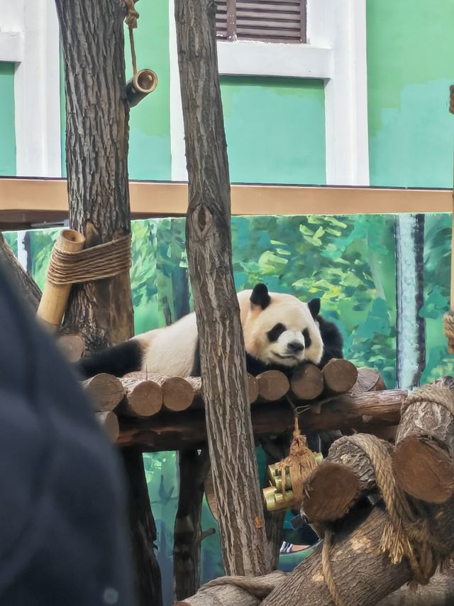 太阳岛大熊猫馆旅行图片 4