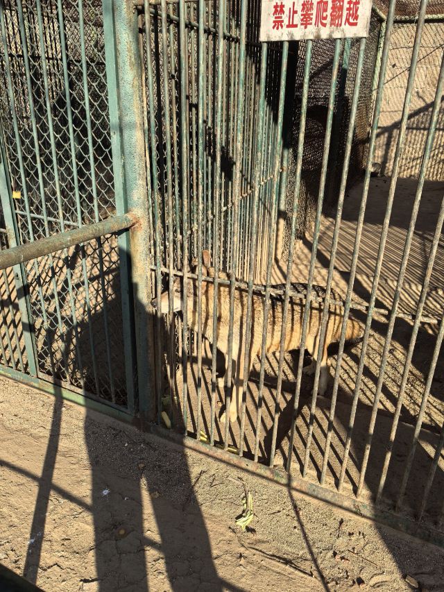 八达岭野生动物世界旅行图片 2