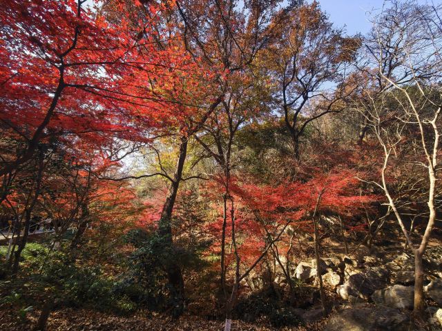 栖霞山风景名胜区旅行图片 2