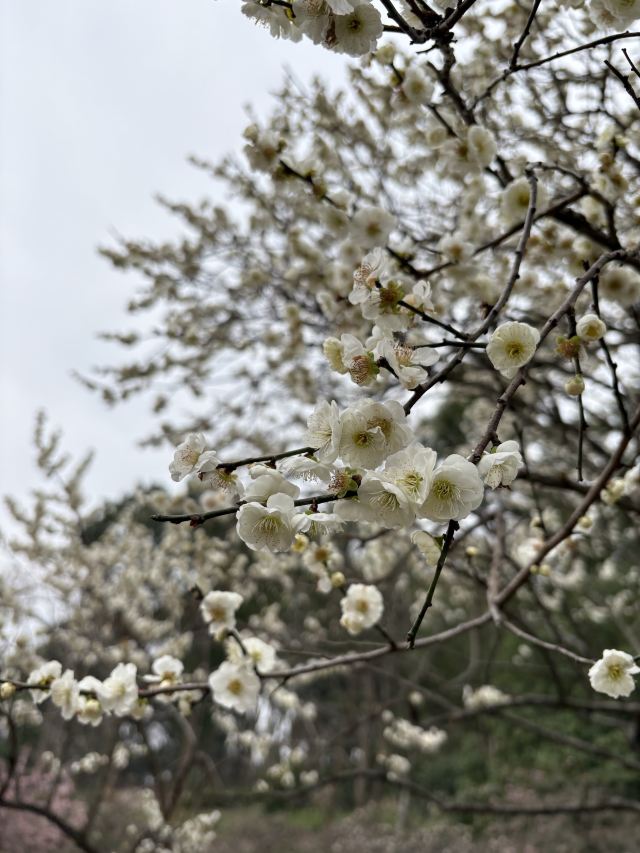 荣氏梅园旅行图片 5