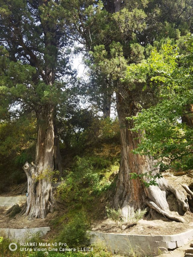世界柏树王园林风景区旅行图片 8