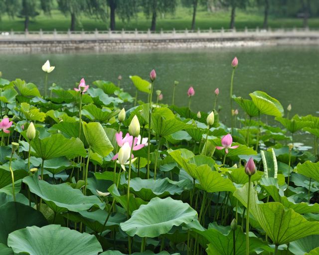 南戴河国际娱乐中心(暂停营业)旅行图片 7