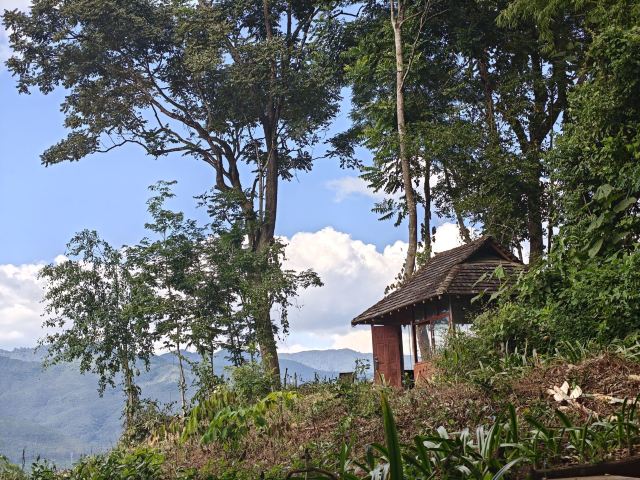 西双版纳独树成林景区旅行图片 2