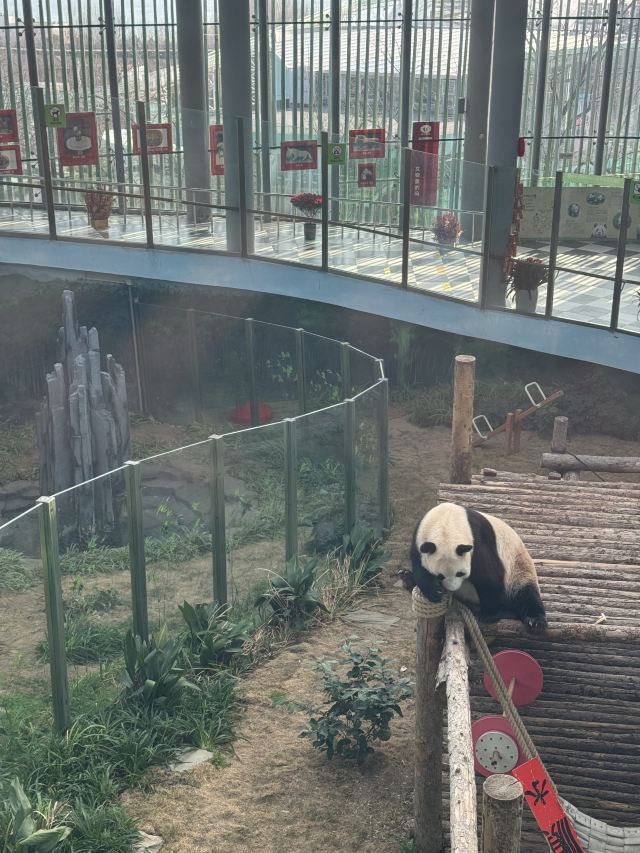 大连森林动物园旅行图片 4