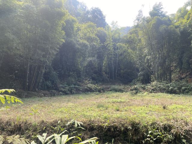 中岩寺景区旅行图片 5