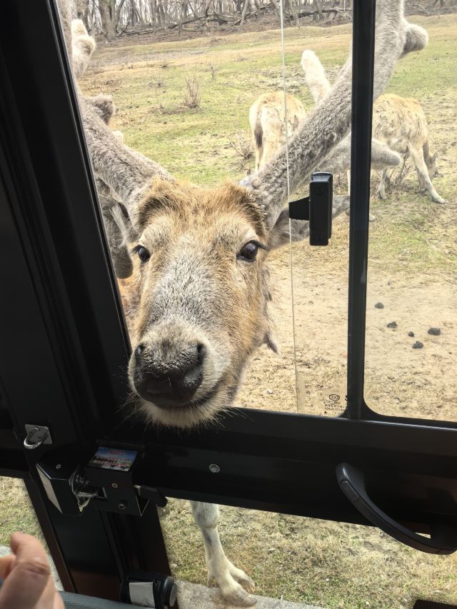 中华麋鹿园旅行图片 4