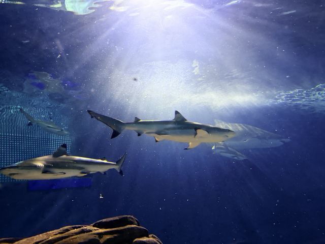 上海海洋水族馆旅行图片 1