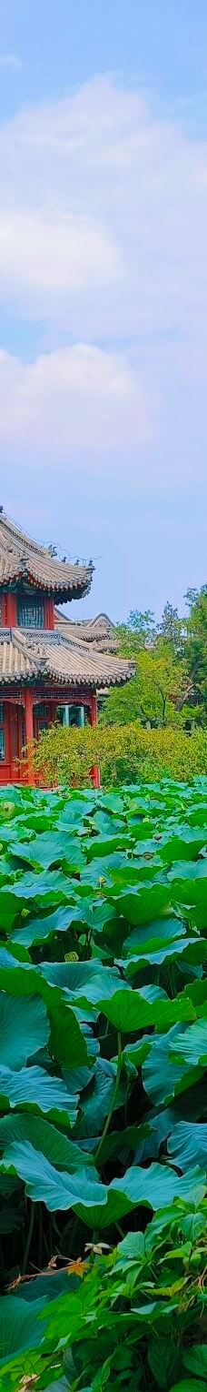 古莲花池-保定-35岁的大男孩