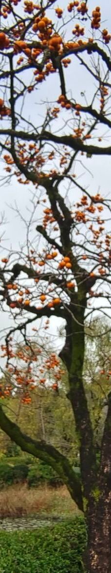 山茶花之丘-西归浦市-YoYo_2R1E1E4E