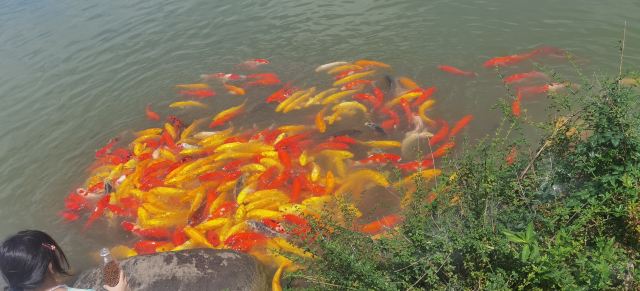 池杉湖国家湿地公园旅行图片 3